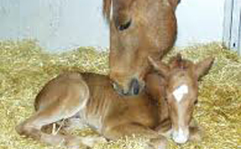 Foal 266